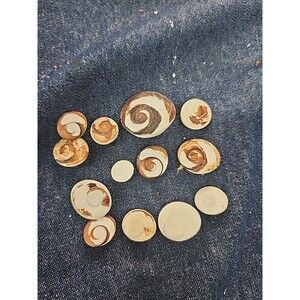 Cat's Eye Shiva - operculum shell turbo jewelry opercula charm Shiva 13pc